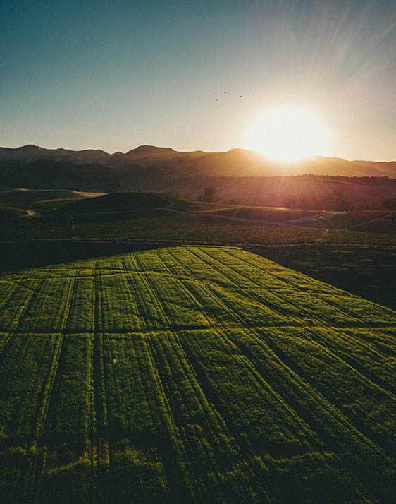 AFX Research LLC Title Search, Title Search Report, Title Abstract Process, Property Title Search, Confidential Title Reports Nationwide San Luis Obispo image of a farm crop for environmental lien